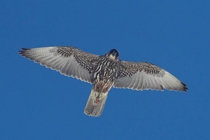 Hamarosan elkezdi a toborzást a Sólyom