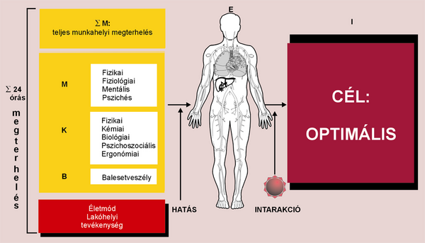 Munkavédelmi Hírlevél (3)